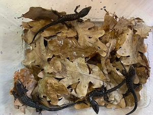 Lepidophyma smithii, Nachtechse, Nachzuchten