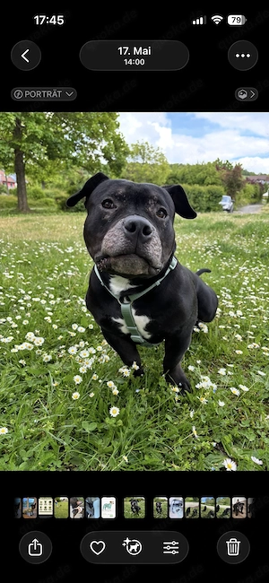 American Pocket Bully sucht neues Zuhause 