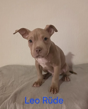 American Bully Pocket Welpen Abgabebereit 13 Wochen Alt