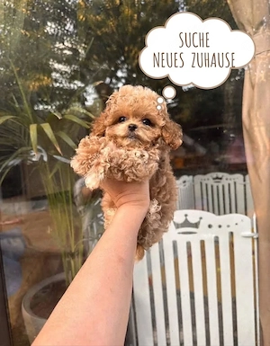 Maltipoo-Mädchen sucht liebevolles Zuhause   Wichtige Infos im Text