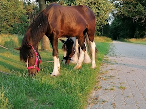 Barockpinto Stute Bild 6