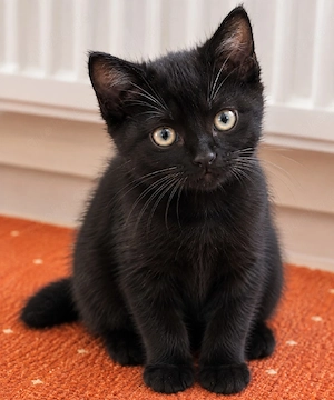 Bgh Katze 