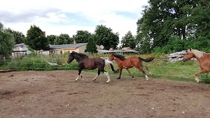 Barockpinto Stute Bild 4