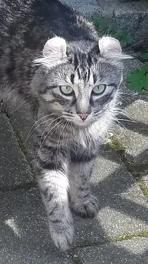 Jungkater aus seltener Rasse, *11.8.24