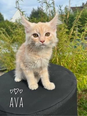 Wunderschöne Maine Coon Mix Kitten
