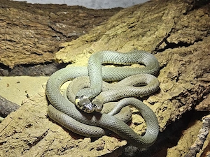 Ringelnatter (Natrix natrix) NZ 2026