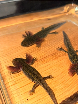 Verschiedene Axolotl Abgabe bereit 
