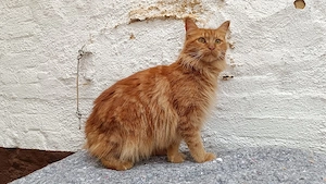 Nala sucht ein liebevolles Zuhause   