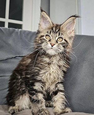 Maine-Coon-Kater, fast 6 Monate alt