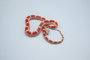 1.0 Hypo Bloodred Motley Pied Kornnatter