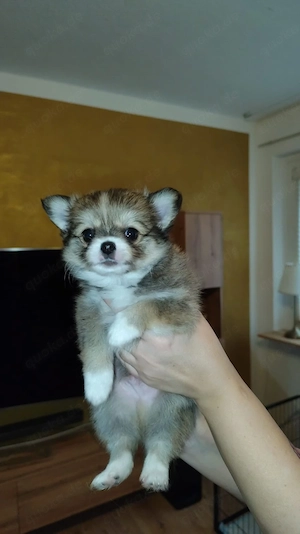 reinrassiger Chihuahua Welpe 