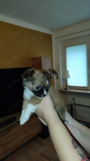 reinrassiger Chihuahua Welpe 
