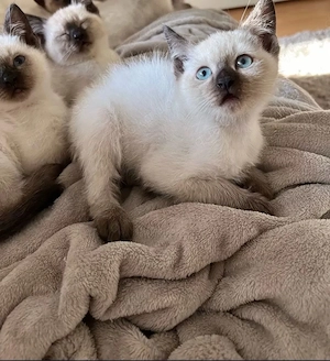 Siam kitten abholbereit