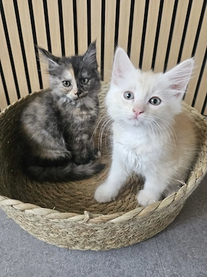Maine Coon  Kitten