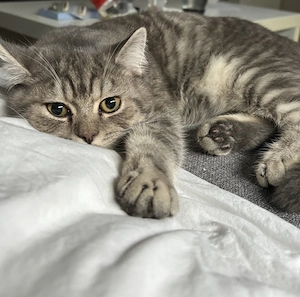 Liebevoller Kater Louie sucht neues Zuhause 