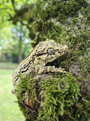 0.1 Rhacodactylus auriculatus black & white Höckerkopfgecko Weibchen 