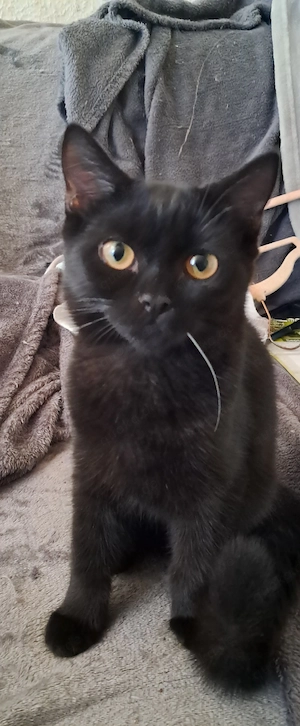 katzen junges mädel
