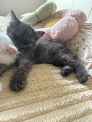 kater blh 12 woche alt 