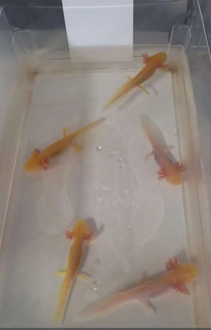 Axolotl Albino  & Goldalbino