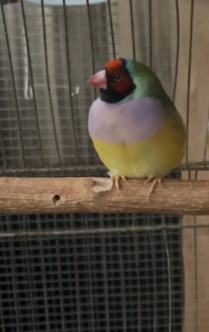 goualdamadin