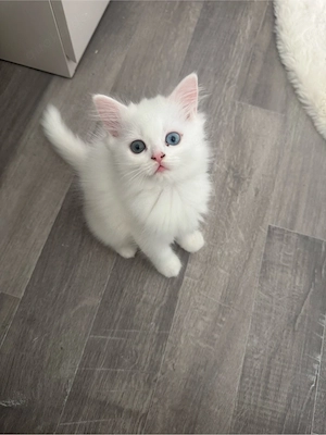 bkh und blh kitten 