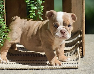 Englische Bulldogge Welpe