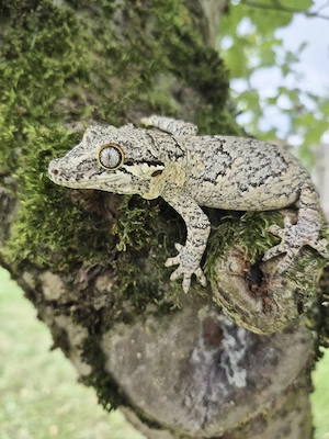 0.1 Rhacodactylus auriculatus Höckerkopfgecko Weibchen black & white