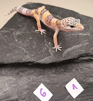 Leopardgecko NZ 2026 poss. 2.0 Black Night & Hypo Tangerine 