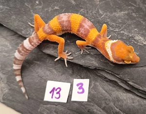 Leopardgecko Nachzuchten 0.1 Mandarin, Tangerine, Hypo & weitere