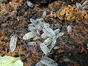 Porcellio laevis "Panda"   15+ Tiere für 8 