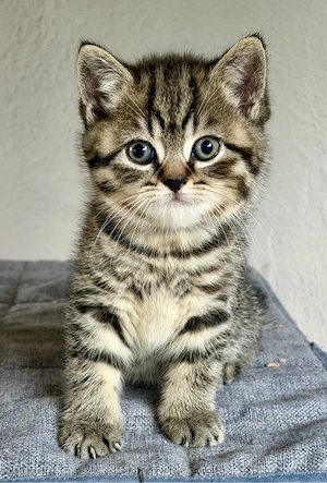 5 BKH Kitten (1 Kätzchen und 2 Katerchen noch frei)