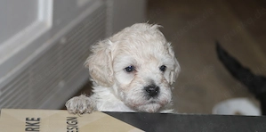Cockapoo Welpen Auszug ende Sept. EU-Ausweis Toypudel Zwergpudel Havapoo Maltipoo