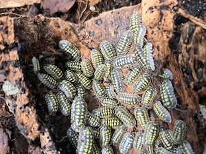 Armadillidium gestroi   15 Tiere für 10 
