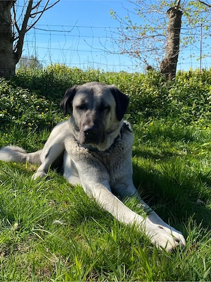 3 Jähriger Kangal Rüde sucht sein Für-Immer