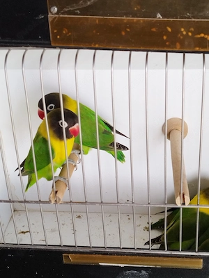 Agaporniden Schwarzköpfchen