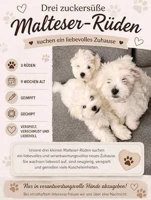 Malteser Welpen klein und süß
