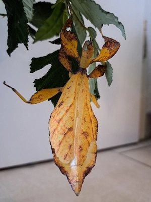 10 Eier Wandelnde Blätter (Phyllium tobeloense) für 5 