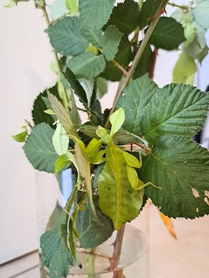 20 Eier Wandelnde Blätter (Phyllium philippinicum) für 5 