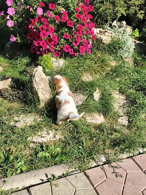 Cavalier King Charles Spaniel Welpen suchen ein liebevolles Zuhause