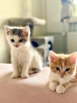Zwei süße Kater, 3 Monate alt, suchen ein liebevolles Zuhause 