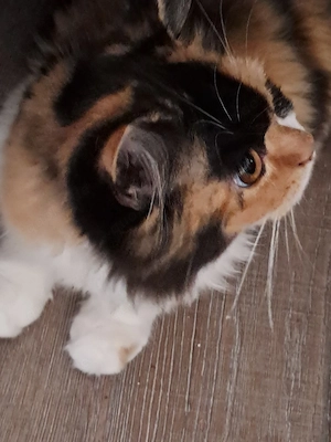 kitten katzen jung