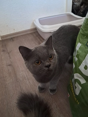 kitten katzen jung