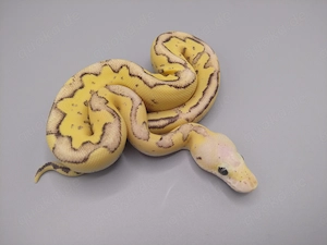 Königspython python regius 1.0 Pastel Red Stripe Vanilla (oder Fire) Clown 