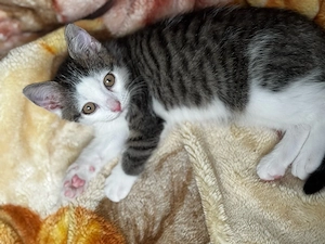 babykatzen