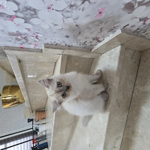 !!!Achtung  Die letzten Maine-Coon-Mix-Kätzchen sucht noch ihr Zuhause! Bild 2