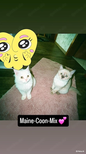 !!!Achtung  Die letzten Maine-Coon-Mix-Kätzchen sucht noch ihr Zuhause!