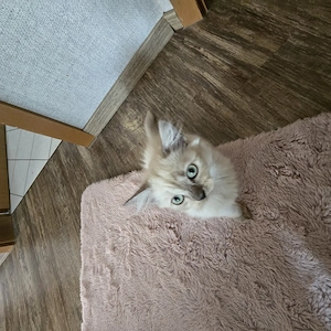 !!!Achtung  Die letzten Maine-Coon-Mix-Kätzchen sucht noch ihr Zuhause! Bild 5