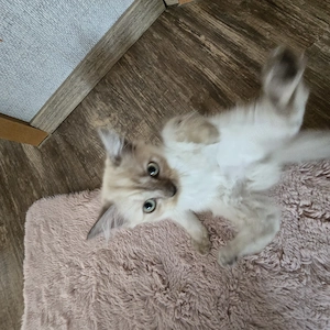!!!Achtung  Die letzten Maine-Coon-Mix-Kätzchen sucht noch ihr Zuhause! Bild 6