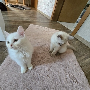 !!!Achtung  Die letzten Maine-Coon-Mix-Kätzchen sucht noch ihr Zuhause! Bild 3