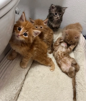 Maine Coon Kitten 